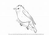 Willow Warbler Draw Birds Step Drawing sketch template