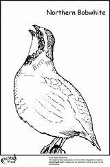 Quail Coloring Pages Bobwhite Clipart Bird Library Teamcolors sketch template