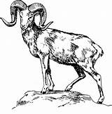 Ram Head Draw Drawing Cliparts Animal Horns Goat Attribution Forget Link Don sketch template