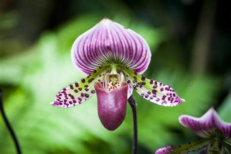 Catch The Buzz Orchid Pheromones Attract Pollinators