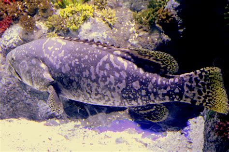 queensland grouper bristol aquarium  july  zoochat