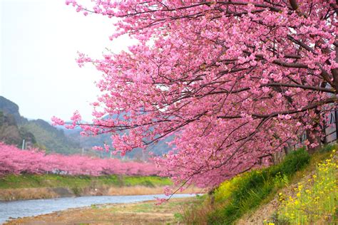 Cherry Blossom Season In Kawazu Japan Has Arrived—take A