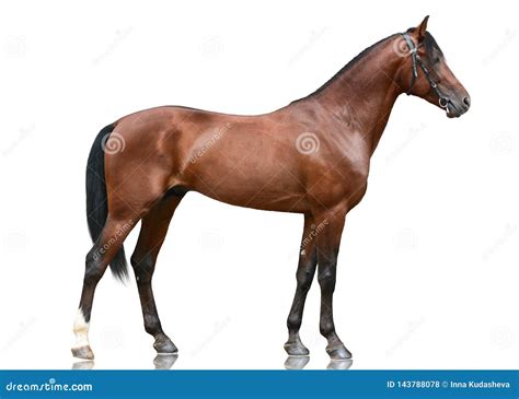 beautiful bay sport horse standing isolated  white background