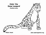 Leopard Snow Coloring Pages Baby Color Printable Print Kids Drawing Nature Animal Exploring Educational Resource Getcolorings Getdrawings Anbu Sheet Library sketch template