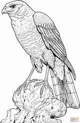 Perched Falke Ausmalbild Hawks Designlooter Supercoloring Sitzender Harris Harpy 1728 2653 Zeichnungen Malen sketch template