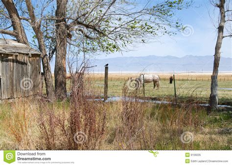 pastoral scene stock image image  serene farm nature