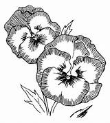 Coloring Pansy Pages Flower sketch template