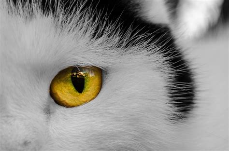 cats eye  stock photo public domain pictures