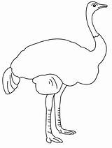 Autruche Colorier Ostrich Avestruz Printable Coloriages Ko sketch template