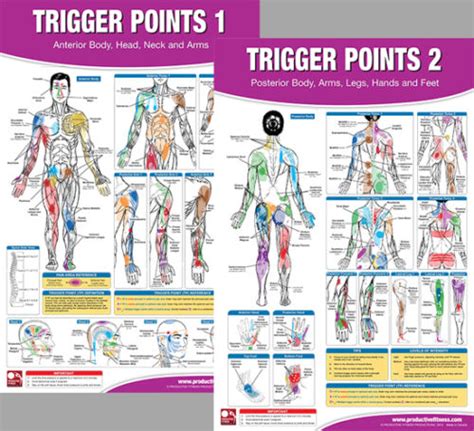 trigger points professional fitness gym physiotherapy wall charts 2