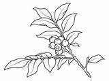 Huckleberry Zweig Mirtillo Ausmalbild Supercoloring Heidelbeer Ausdrucken sketch template