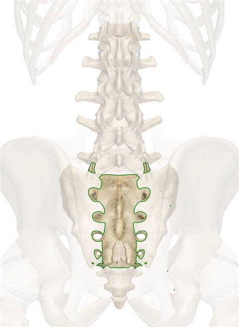 sacral vertebrae diagram