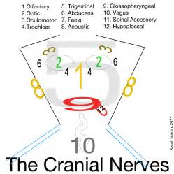 picture   cranial nerves cranial nerves nurse