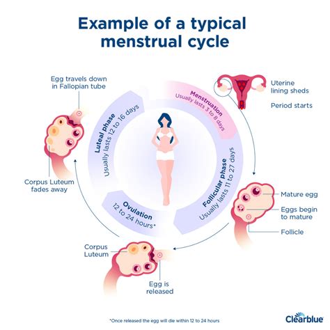 understanding your menstrual cycle and phases create health