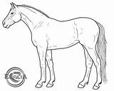 Lineart Cliparting Foal sketch template