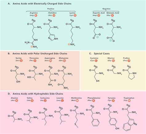 aminoacidos esenciales tabla abreviaturas  estructura redes de