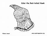 Hawk Tailed Sponsors sketch template