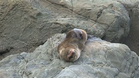seal sleeping on rock in funny position stock footage video 1571290 shutterstock