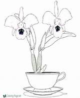 Coloring Pages Orchid Flower Flowers Printable Kids sketch template