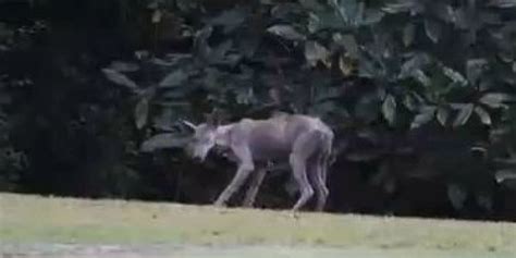 chupacabra  mississippi town reportedly  coyote  mange huffpost
