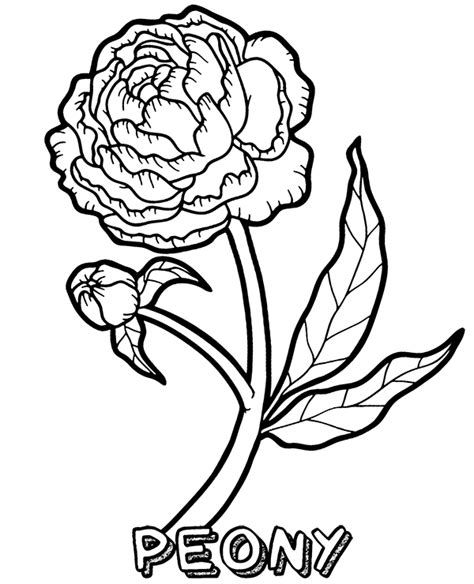 blooming peony flower coloring page