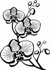 Anggrek Bunga Sketsa Kartun Pola Putih Halaman Pilihan Menggambar Kibrispdr sketch template