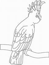 Coloring Pages Cockatoo Cockatoos Birds Colouring Kids Exotic Color Card Printable Sheets Recommended sketch template