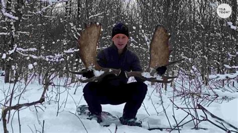 drone captures    lifetime moment moose sheds  antlers flipboard