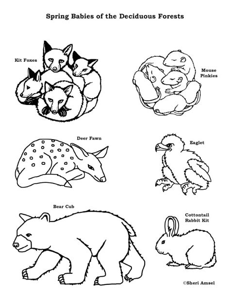baby animals   deciduous forest coloring page