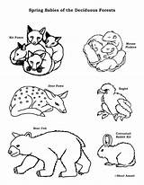 Forest Animals Coloring Baby Deciduous Pages Pdf Getdrawings sketch template