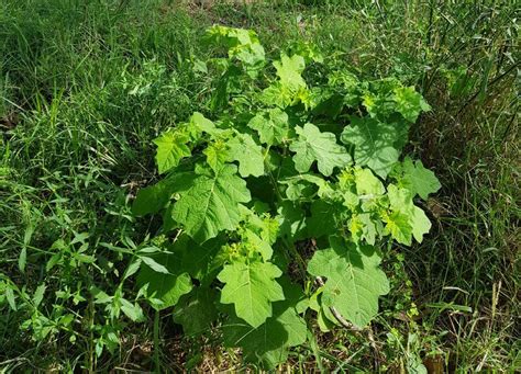 tropical soda apple weed landholder workshops at krambach coopernook