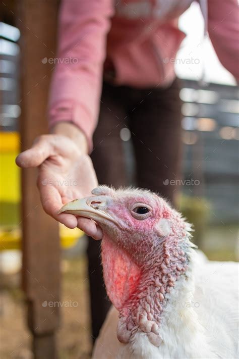 Hand Turkey Female Farmer Stroking Turkey On Head Big White Turkey In