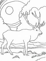 Coloring Elk Mountain Pages Rocky Printable Scenery Drawing Mountains Color Head Daily Deer Simple Supercoloring Bull Colouring Kids Animal Coloringhome sketch template