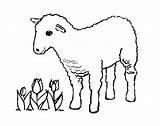 Sheep Coloring Pages Coloringtop Group Lamb Animal sketch template