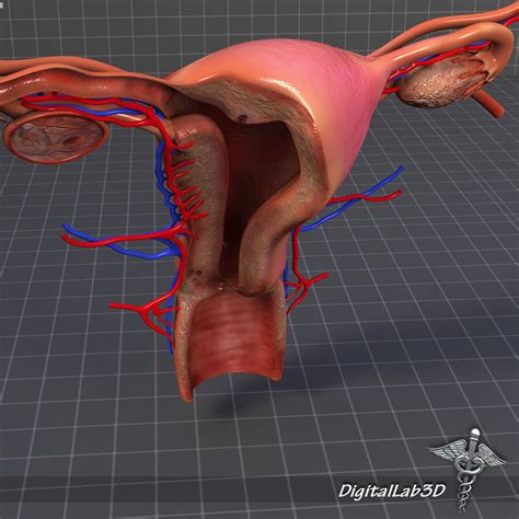 Human Female Reproductive System 3d Model Cgtrader