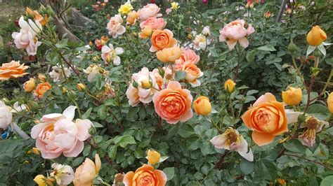 pat austin ausmum david austin  english rose collection rosa rosier youtube