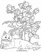 Flowers Cats Coloring Book Cat Pages Flower Thegreatcat Printable Color Enjoy Downloads These sketch template