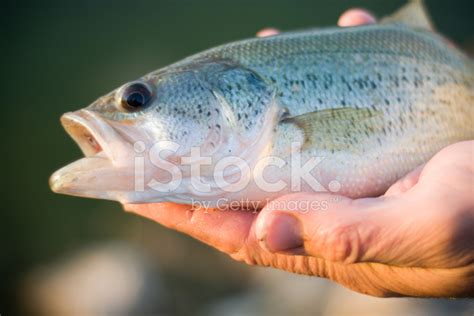 small bass stock photo royalty  freeimages