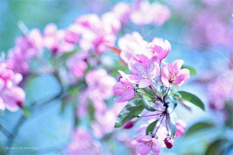 edycja tapety wiosenne kwiaty drzewa owocowego