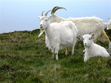 cashmere goats craigs cultural trail