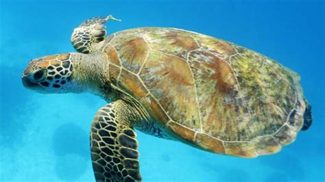 great barrier reef green turtles face extinction as females outnumber