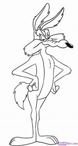Coyote Looney Tunes Wile Coiote Lola Draw Runner Roadrunner Dragoart Guarda Tudodesenhos sketch template