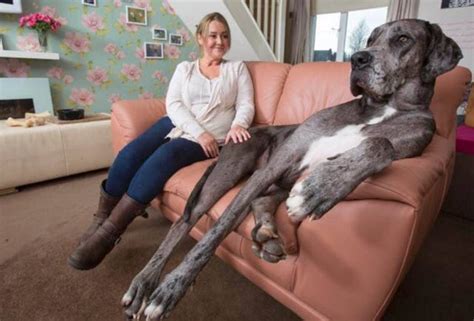massive ft  great dane  uk declared worlds largest dog  indian express