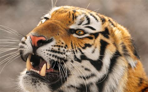 fierce tiger    animals photography miriadnacom