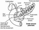 Pancreas Duct Pancreatitis Sketchite Anatomy Gallbladder Estomago Symptoms sketch template