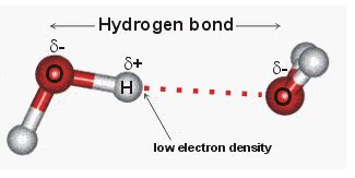 hydrogen bond formed