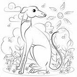 Greyhound Coloring Italian Pages sketch template