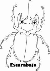 Colorear Escarabajos Insectos sketch template