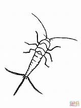 Silverfish Coloring Color Pages Mosquito Clipart Printable Drawing Version Click Supercoloring Getdrawings Ipad Compatible Tablets Android Categories sketch template