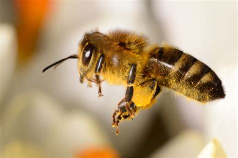 honigbiene  work foto bild tiere wildlife insekten bilder auf fotocommunity